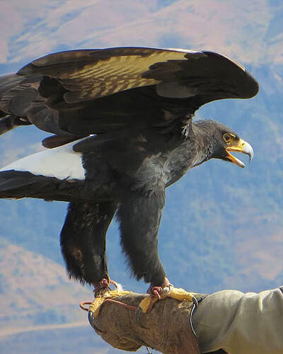 Falcon Ridge - Birds of Prey